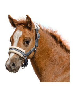 Licol Foal doublé polaire La Cavalière