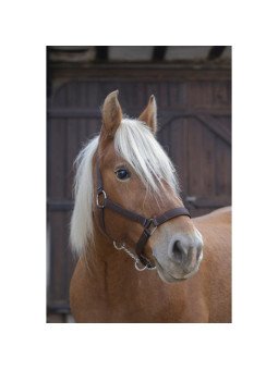 Licol Norton Pro Cheval de Trait