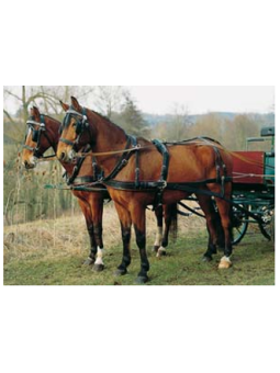 Harnais Premium En Paire