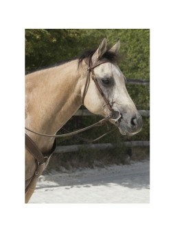 Bridon Western Westride Colorado