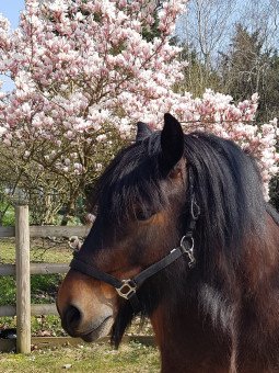 LICOL NYLON STRONG COMTOIS ET TRAIT