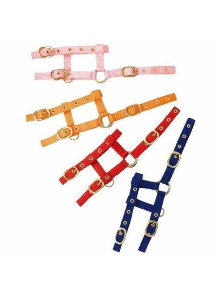 Licol Réglable Norton Mini