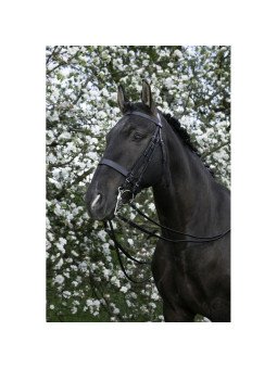 Promo Bride De Dressage Riding Word