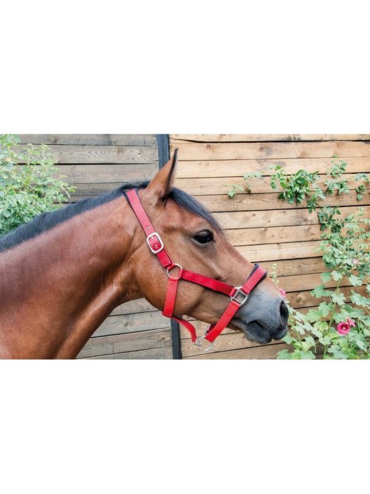 Licol Longe Satiné Doublé T de T