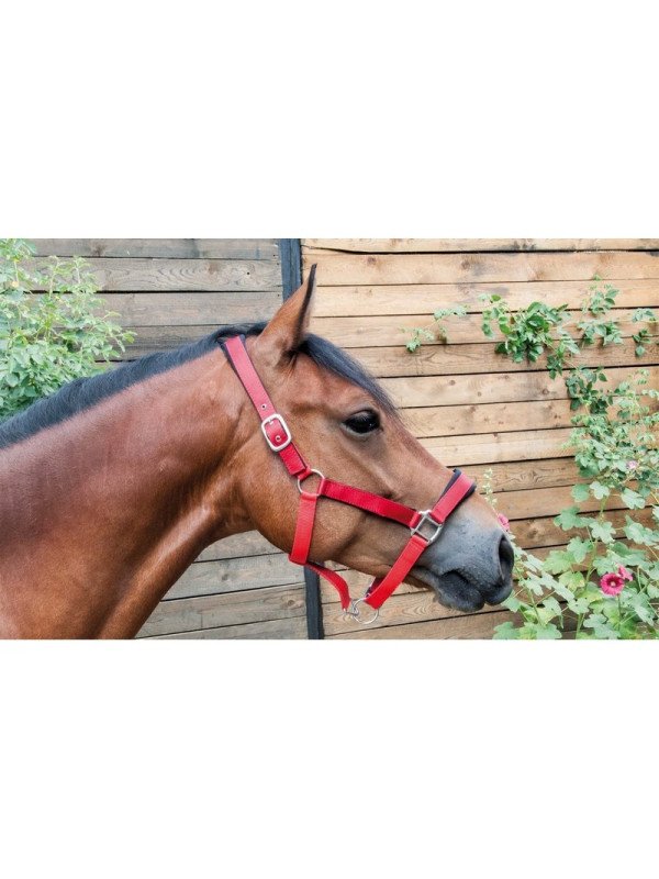 Licol Longe Satiné Doublé T de T