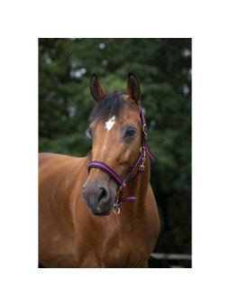 Licol Norton Doublé Néoprène Shet Poney Cheval et Trait