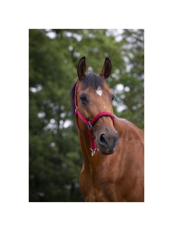 Licol Norton Doublé Néoprène Shet Poney Cheval et Trait