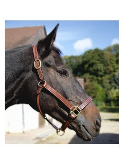 Licol Cuir Trippled Stiched Renfort Nylon T de T