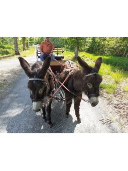 Harnais En Paire Mini Shet Poney Phaeton