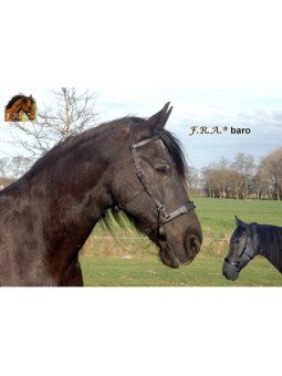 Caveçon Cuir XXL Cheval De Trait