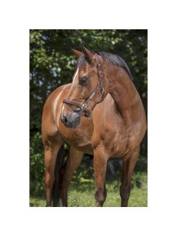 Licol Cuir Norton Pro Grooming