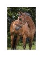 Licol Cuir Norton Pro Grooming Licol Cuir Norton Pro Grooming