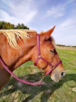 Licol Nylon Doublé Suédine Cheval de Trait