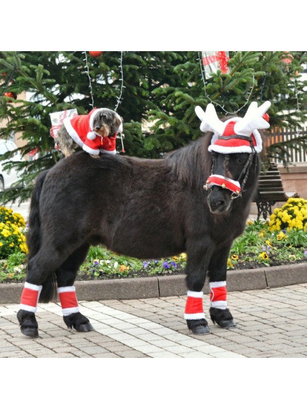 Fourreau De Bridon De Noël