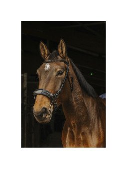 Bridon Norton Pro Hackamore