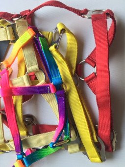 Promo Pack 4 Licols Shetland