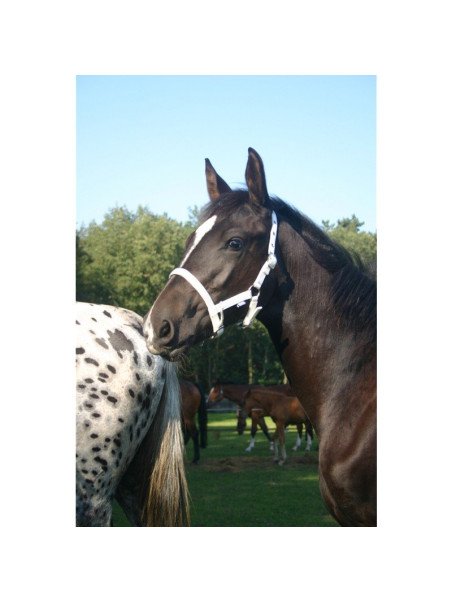 Licol Nylon Poulain Foal