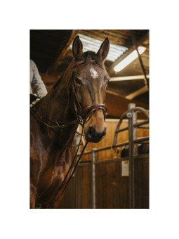 Rênes Allemandes Sangle Norton Pro 13 mm