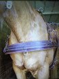 Promo Bricole XL Trait Brun Pour Harnais En Simple Promo Bricole XL Trait Brun Pour Harnais En Simple