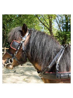 Harnais Phaeton Mini Shet Poney En Simple