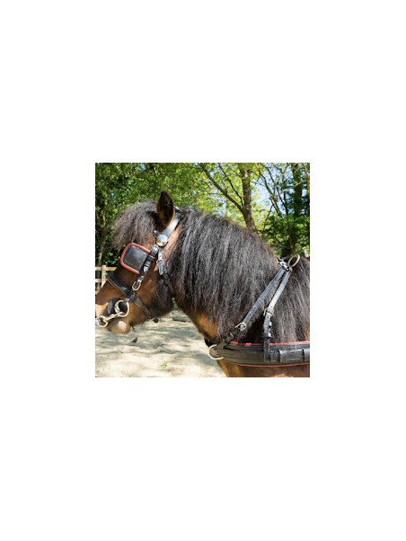 Harnais Phaeton Mini Shet Poney En Simple