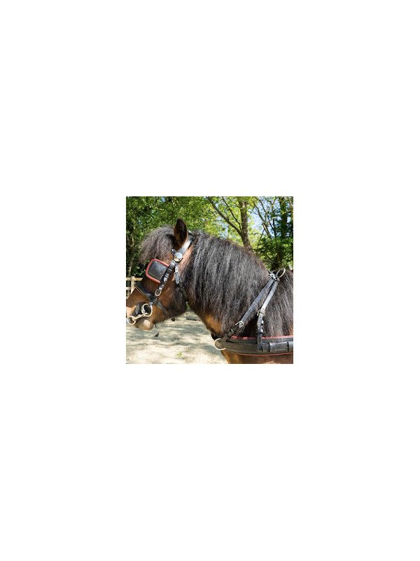 Harnais Phaeton Mini Shet Poney En Simple