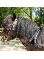 Harnais Phaeton Mini Shet Poney En Simple