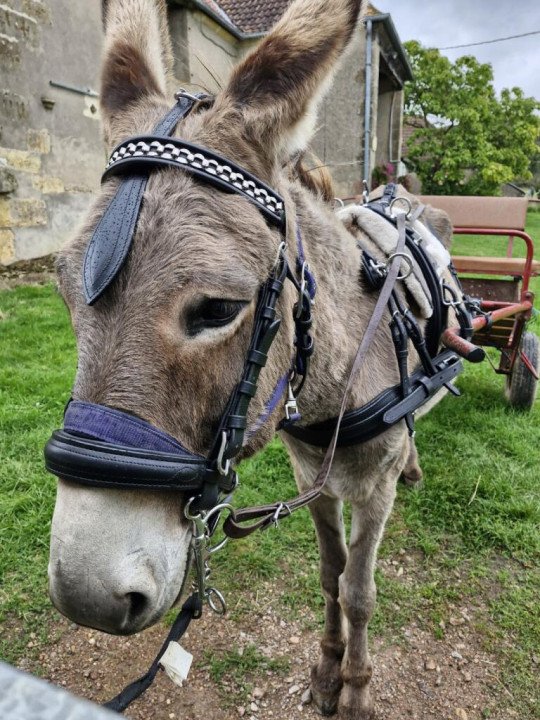 Harnais Phaeton Mini Shet Poney En Simple