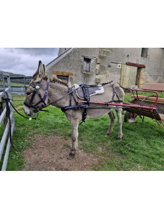 Harnais Phaeton Mini Shet Poney En Simple