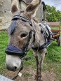 Harnais Phaeton Mini Shet Poney En Simple