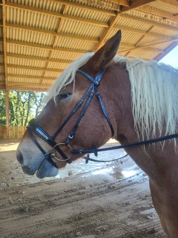 Bridon Cuir Trait Anatomique Braga