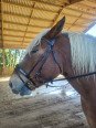 Bridon Cuir Trait Anatomique Braga