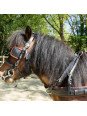 Harnais Cuir Mini Horse