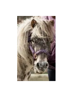 Licol Alva Mini Shet Poney