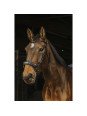 Promo Bridon Norton Pro Hackamore Cheval