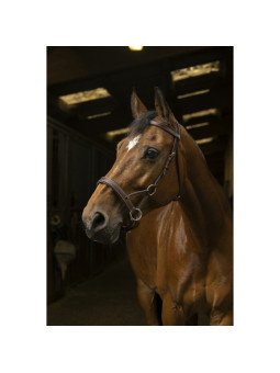 Bridon Side Pull Norton