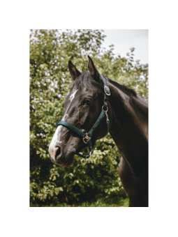 Licol Equithème Protector Shetland Cheval