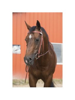 Promo Bridon Westride Two Tone