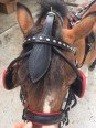 Harnais Cuir Mini Horse XXS