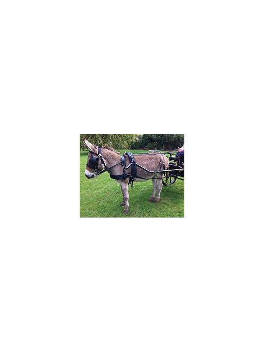 Harnais Zilco Tedex Shet - Cheval