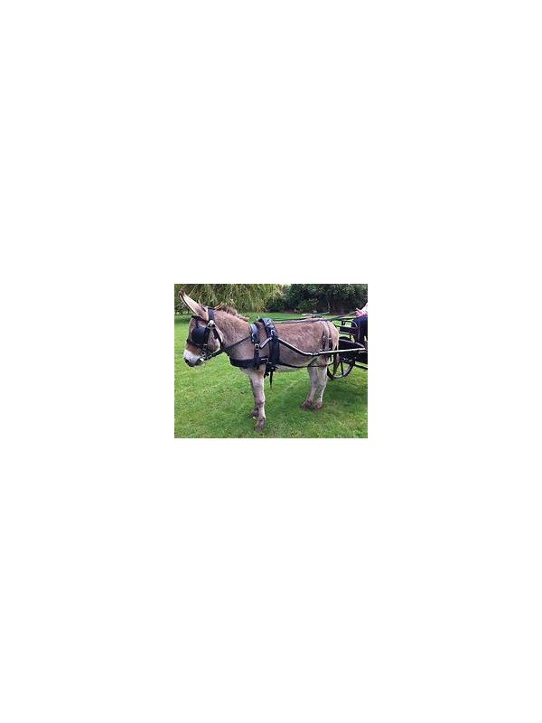 Harnais Zilco Tedex Shet - Cheval