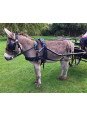 Harnais Zilco Tedex Shet - Cheval