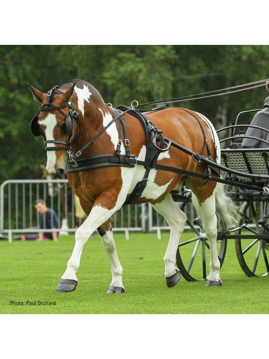 Harnais Zilco Tedex Shet - Cheval