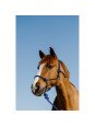 Licol Longe Ethologique NORTON Duo