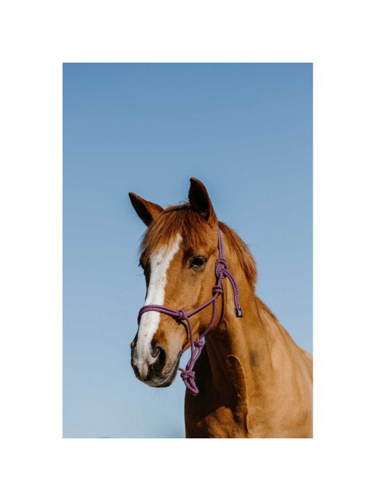 Licol Longe Ethologique NORTON Duo
