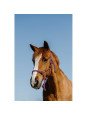 Licol Longe Ethologique NORTON Duo