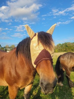 Masque Anti Mouche Equitheme Fly Protector Trait