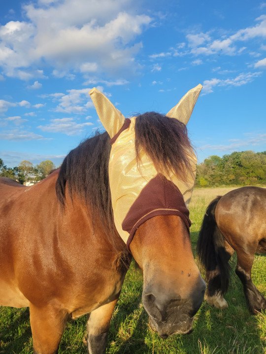 Masque Anti Mouche Equitheme Fly Protector Trait