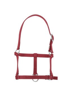 Licol Foal Poulain Riding World