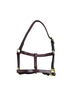 Licol Cuir Foal Norton